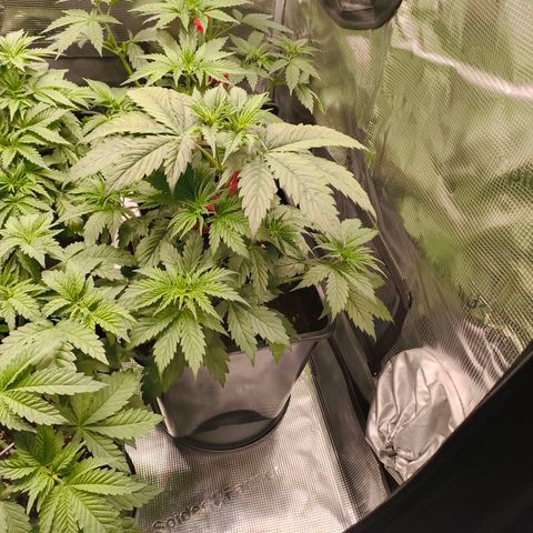 Gorilla Cookies   growlog timeline photo