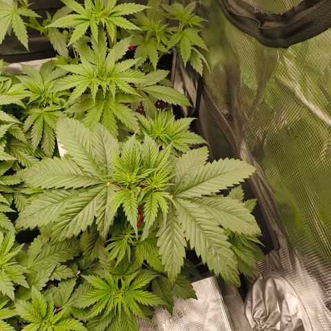 Gorilla Cookies   growlog timeline photo