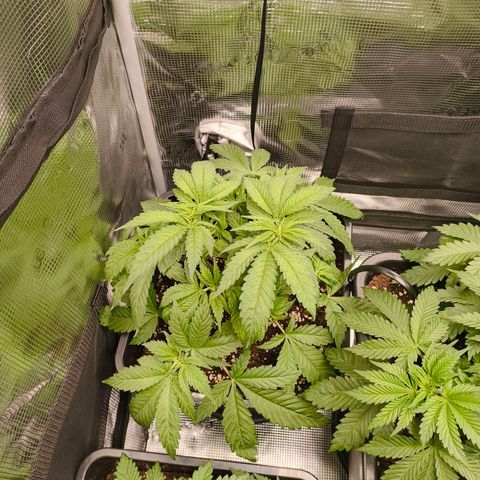 ? growlog timeline photo