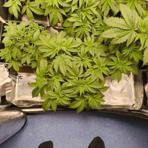 ? growlog timeline photo