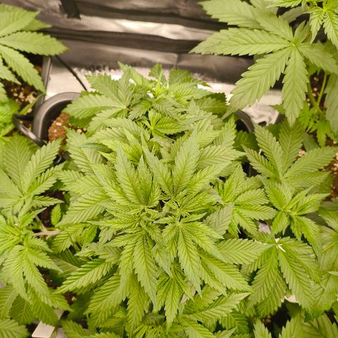 Future #1 #1 growlog timeline photo