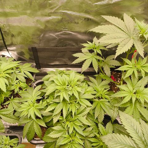 Future #1 #1 growlog timeline photo