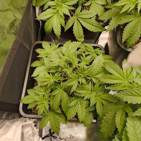 Future #1 #2 growlog timeline photo