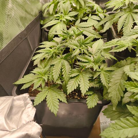 Future #1 #2 growlog timeline photo
