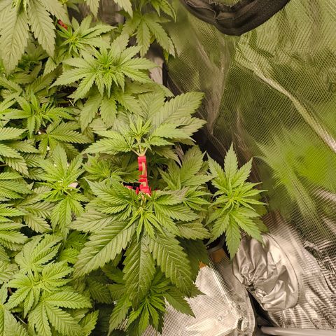 Gorilla Cookies   growlog timeline photo