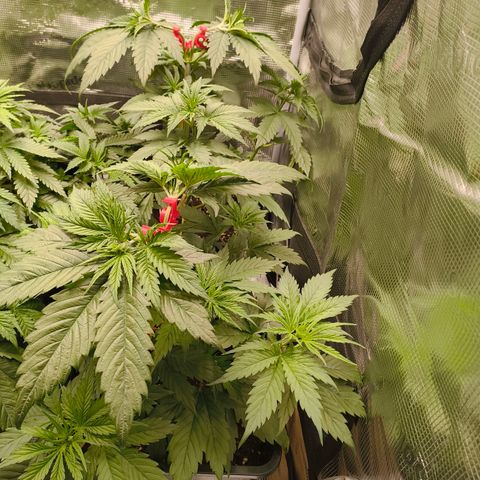 Gorilla Cookies   growlog timeline photo