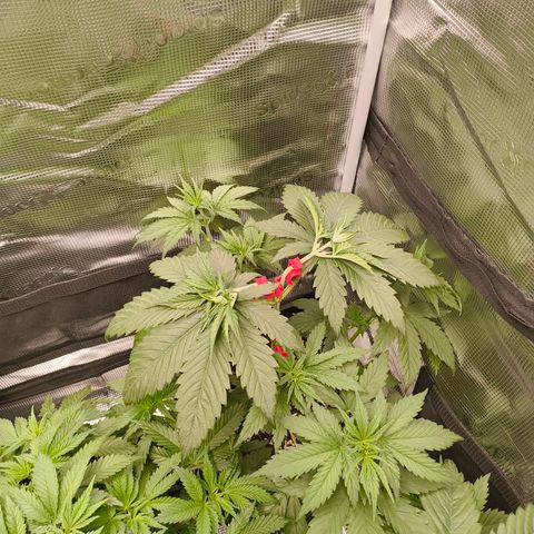 Gorilla Cookies   growlog timeline photo