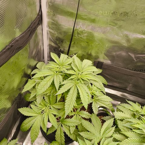 ? growlog timeline photo