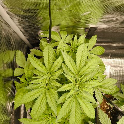 ? growlog timeline photo