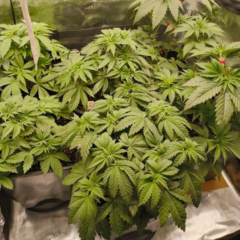 ? growlog timeline photo
