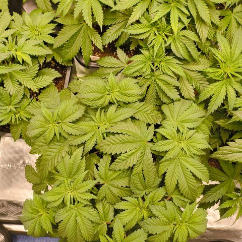 ? growlog timeline photo