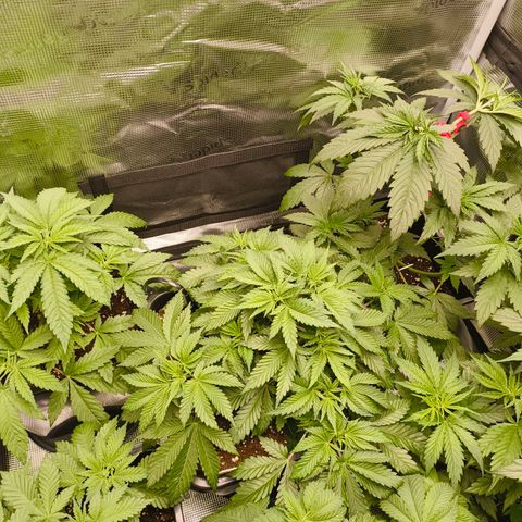 Future #1 #1 growlog timeline photo