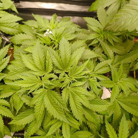 Future #1 #1 growlog timeline photo