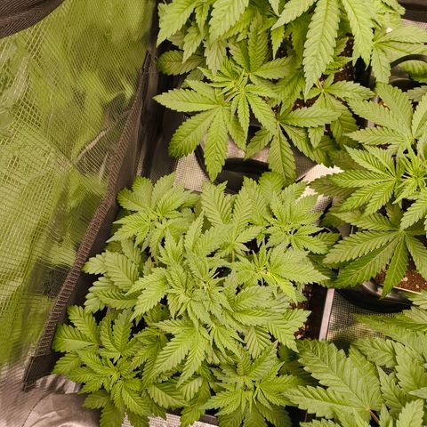 Future #1 #2 growlog timeline photo