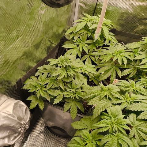 Future #1 #2 growlog timeline photo