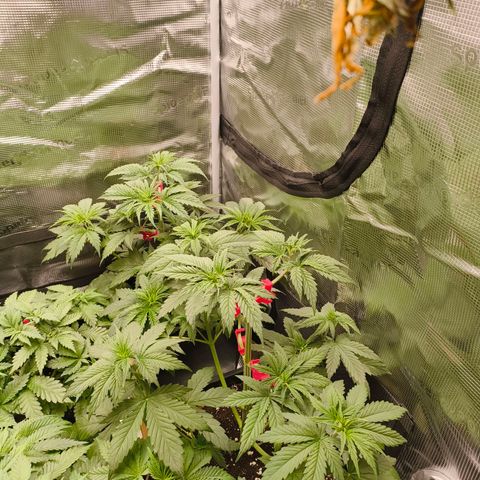 Gorilla Cookies   growlog timeline photo