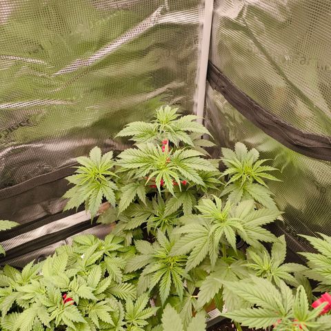 Gorilla Cookies   growlog timeline photo