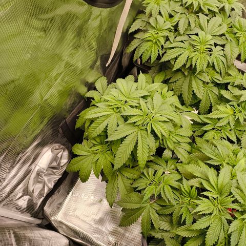 ? growlog timeline photo