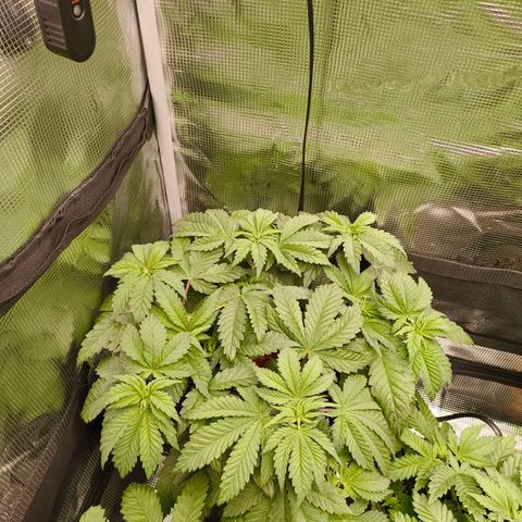 ? growlog timeline photo