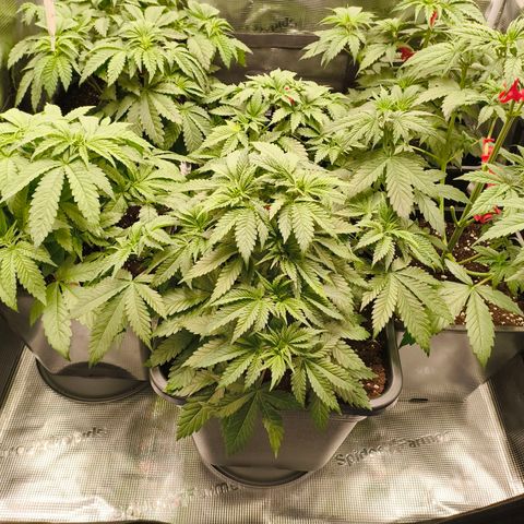 Future #1 #1 growlog timeline photo