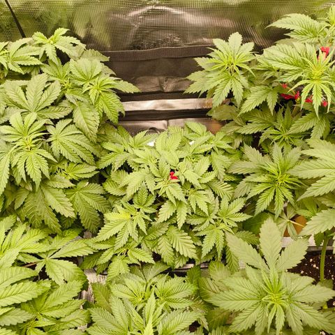 Future #1 #2 growlog timeline photo