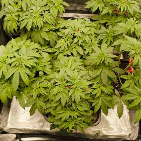 Future #1 #1 growlog timeline photo