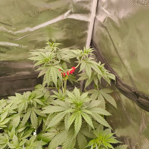 Gorilla Cookies   growlog timeline photo