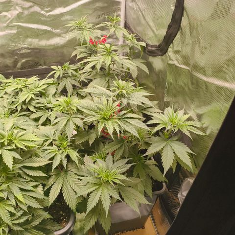 Gorilla Cookies   growlog timeline photo
