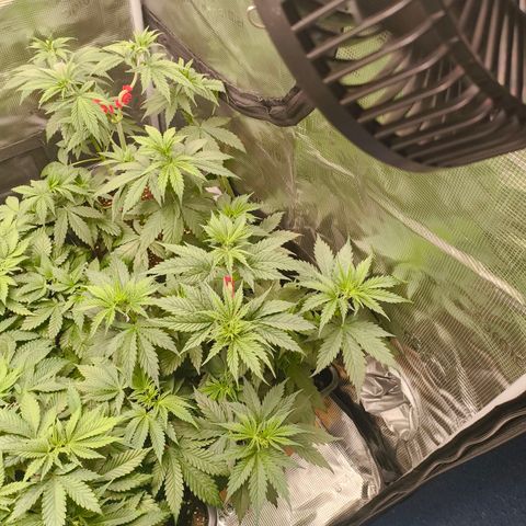 Gorilla Cookies   growlog timeline photo