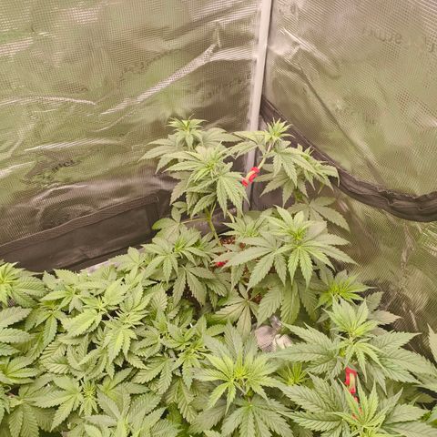 Gorilla Cookies   growlog timeline photo