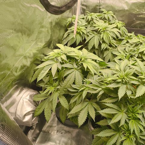 ? growlog timeline photo