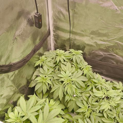 ? growlog timeline photo