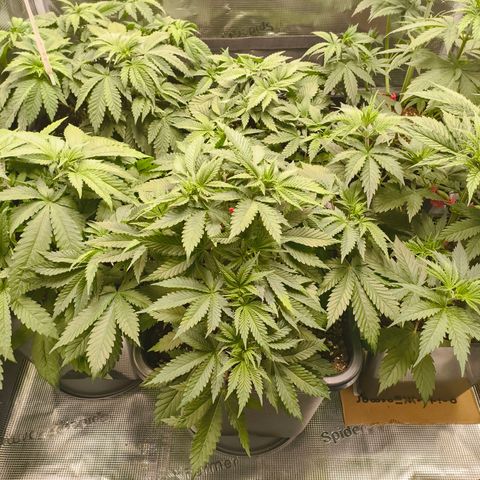 Future #1 #1 growlog timeline photo