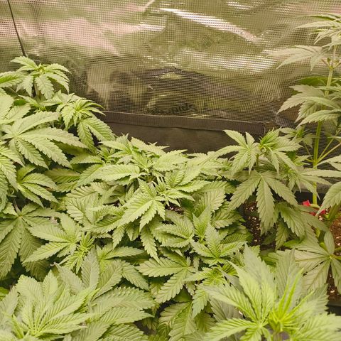 Future #1 #2 growlog timeline photo
