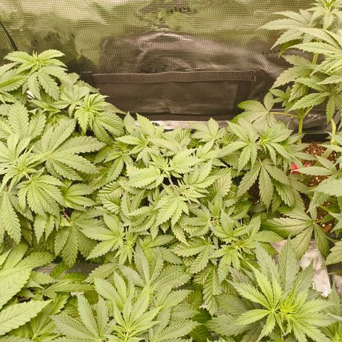 Future #1 #2 growlog timeline photo