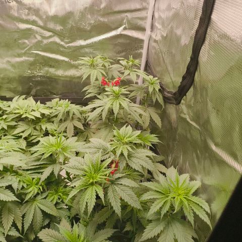Gorilla Cookies   growlog timeline photo