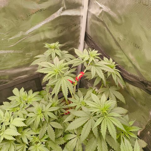 Gorilla Cookies   growlog timeline photo