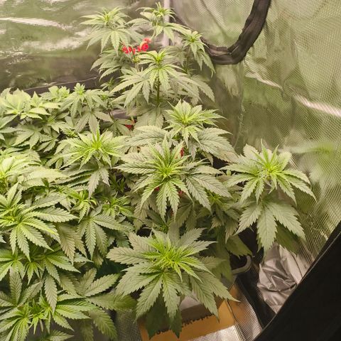 Gorilla Cookies   growlog timeline photo