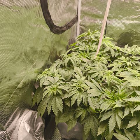 ? growlog timeline photo