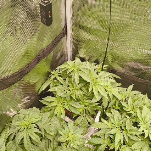 ? growlog timeline photo