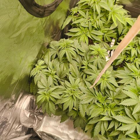 ? growlog timeline photo