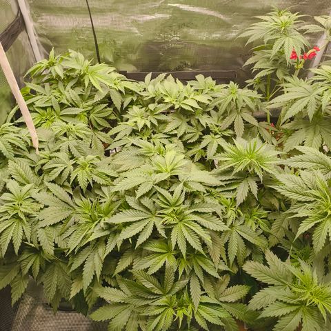 Future #1 #1 growlog timeline photo