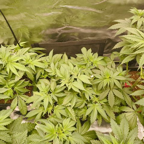Future #1 #2 growlog timeline photo