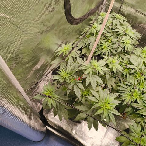 Gorilla Cookies   growlog timeline photo