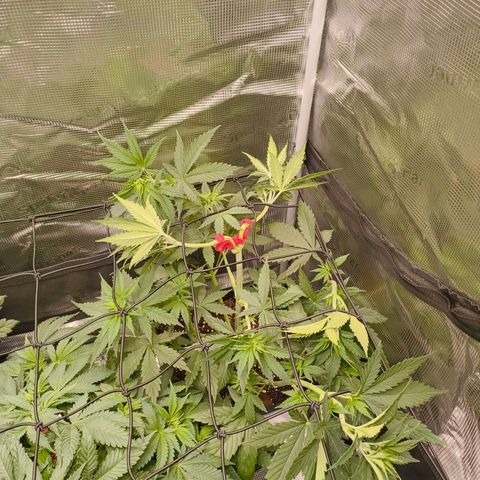 Gorilla Cookies   growlog timeline photo