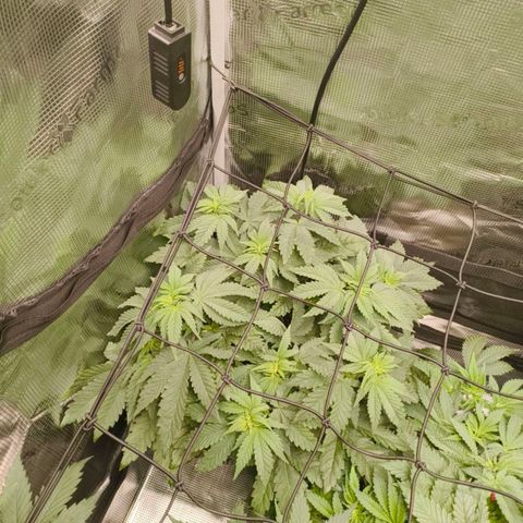 ? growlog timeline photo