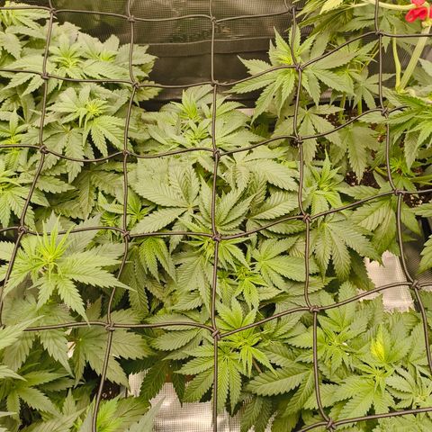 Future #1 #1 growlog timeline photo