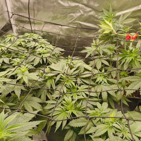 Future #1 #1 growlog timeline photo