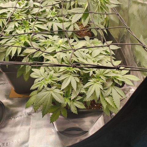 Future #1 #2 growlog timeline photo