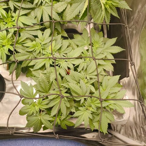 Future #1 #2 growlog timeline photo